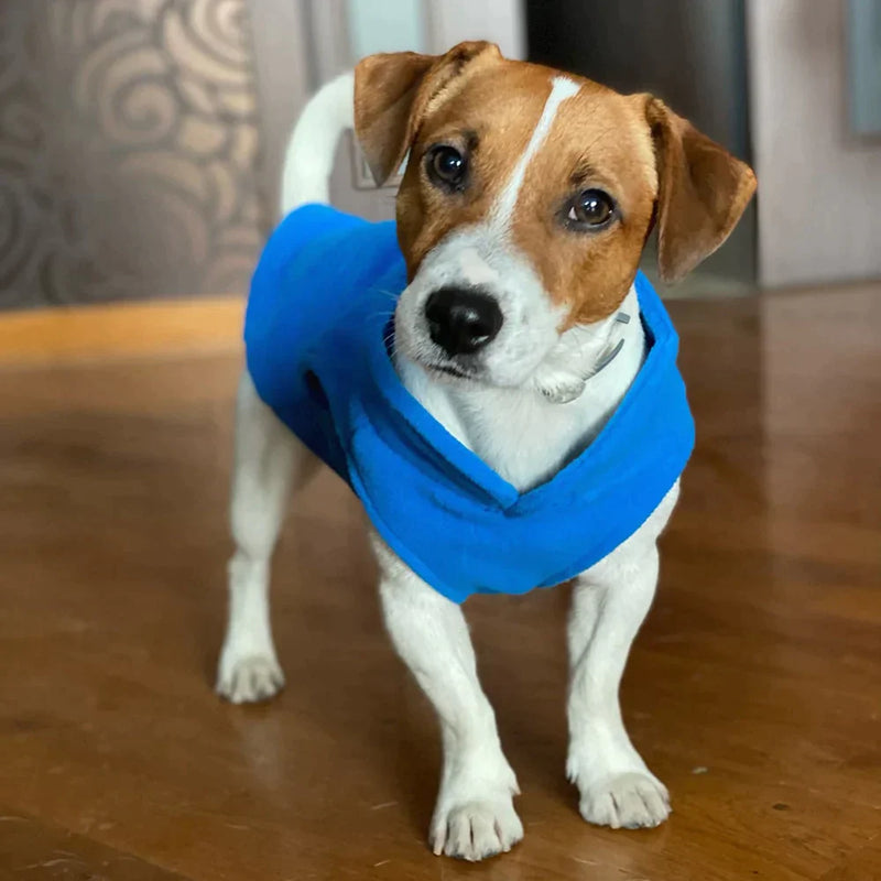 Roupinha para cães - Tudo em Utilidades